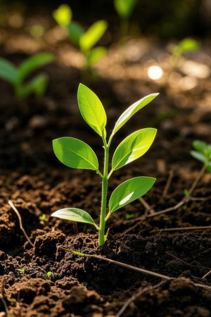 Green seedling illustrating concept of new life and begin to grow upの素材