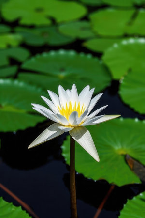 White lotus flower on the water in the pond. Shallow depth of field.の素材