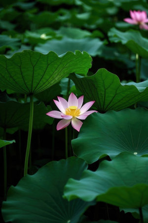 Lotus flower and Lotus flower plants in the pond, Nymphaeaceaeの素材