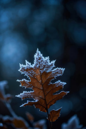 Frosty autumn leaf on a dark background. Selective focus.の素材