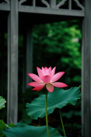 Lotus flower and green leaf in the pond, selective focus.の素材