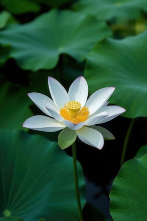White lotus flower in the pond with green lotus leaf backgroundの素材