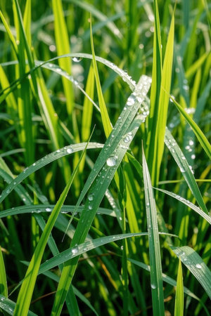 Fresh green grass with dew drops close up. Natural background.の素材