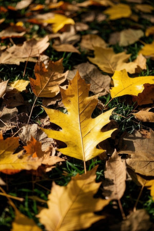 Autumn leaves on the grass. Selective focus. nature.の素材