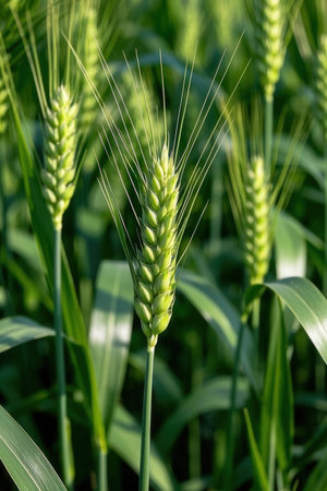 Green ears of wheat on a background of the summer field. Close-upの素材