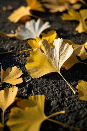 Ginkgo leaves on the ground in autumn, close-upの素材