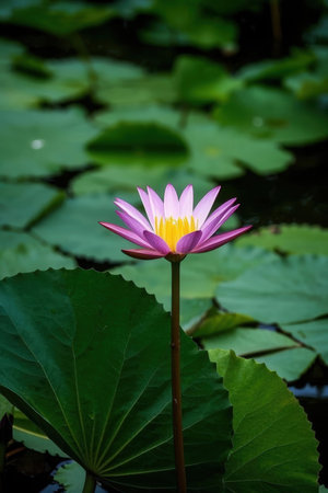 Lotus flower blooming in the pond with green leaf background.の素材