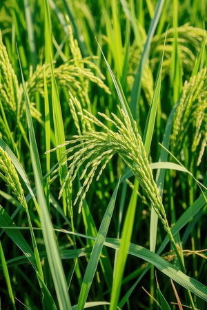 Rice paddy in the field. Close-up of rice ears.の素材