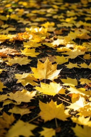 Yellow maple leaves on the ground in autumn. Selective focus.の素材