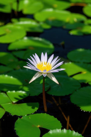 Lotus flower in the pond with green lotus leaf background.の素材