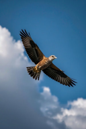 Vulture flying in the blue sky with clouds in the background.の素材
