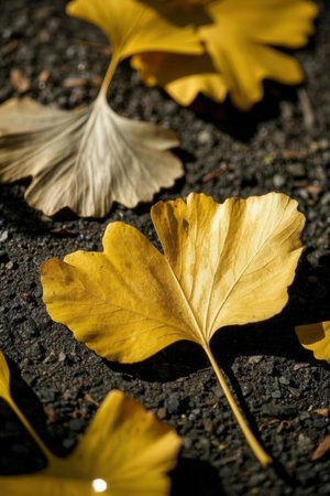 Ginkgo biloba leaves on the ground. Autumn background.の素材