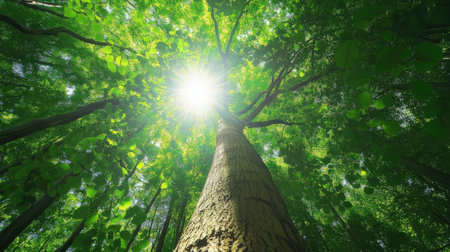 green forest background in sunny day. nature green wood sunlight backgrounds.の素材