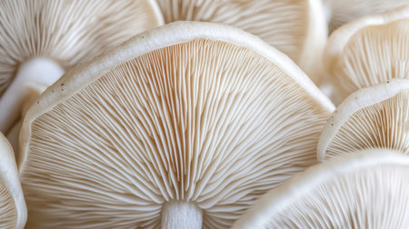 Close up of oyster mushrooms, selective focus, shallow DOF.の素材
