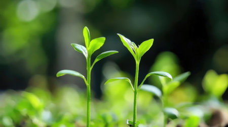 Young green sprout growing from seed on blurred natural green background.の素材