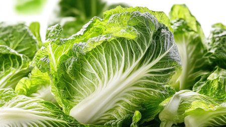 Fresh green chinese cabbage on white background, close-up.の素材