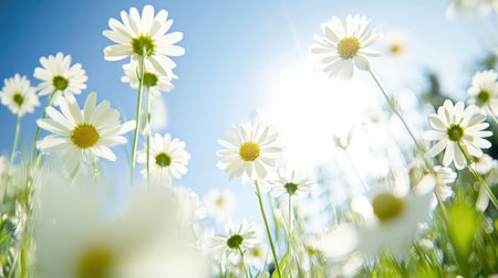 White daisies in the meadow with blue sky and sunの素材