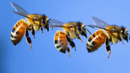 Close-up of bees on blue sky background. Macro shot.の素材