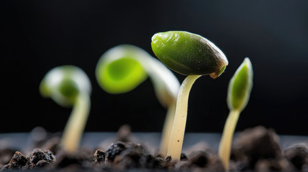 Green seedling illustrating concept of new life and natural growing from seedの素材