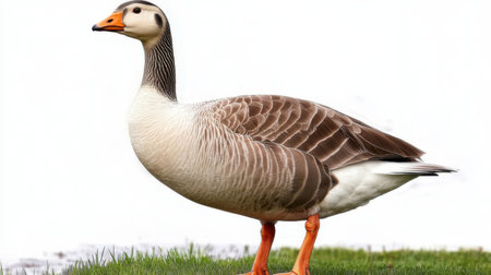 Greylag Goose, Anser anser, single bird on grassの素材