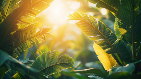 Banana leaves in the garden with sun light. Natural background.の素材