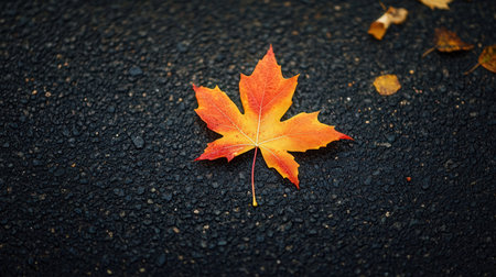 Autumn maple leaf on asphalt road with copy space for text.の素材