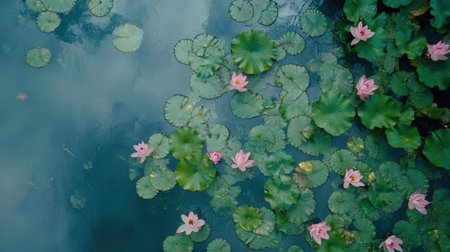 Lotus flower blooming in the pond with green leaves, top viewの素材