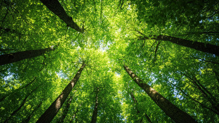green forest background in sunny day. nature green wood sunlight backgrounds.の素材