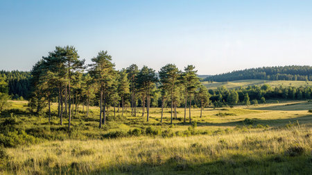 Summer landscape with green meadow and pine trees in the foreground.の素材