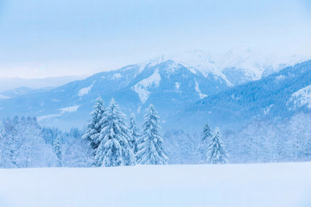Beautiful winter landscape with snow covered fir trees and mountains in the backgroundの素材