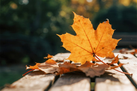 Yellow maple leaf on a wooden bench in the park. Autumn backgroundの素材