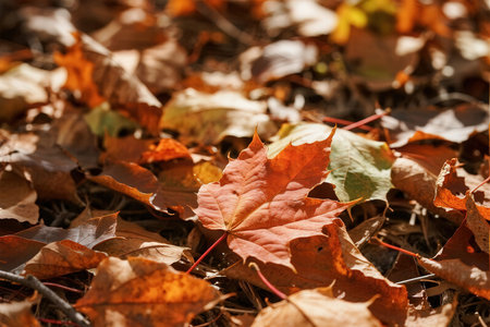 Fallen autumn leaves on the ground in the park. Autumn backgroundの素材