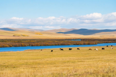 Mongolian steppe landscape with lake and herd of cowsの素材