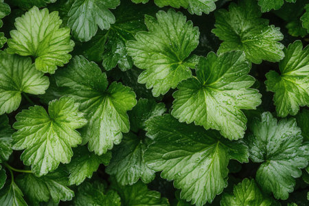 Green leaves background. Green leaves background. Green leaves texture background.の素材