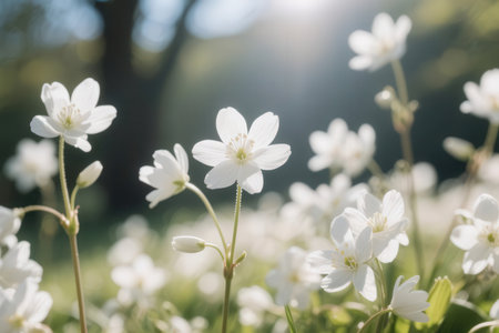 White wood anemone flowers in the forest on a sunny dayの素材