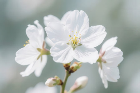 cherry blossom in springtime with soft focus and shallow depth of fieldの素材
