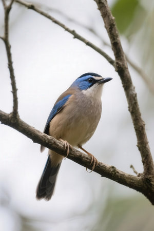 Blue-naped jay (Cyornis cyornis)の素材