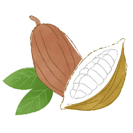Watercolor style illustration of two cacao nuts.のイラスト素材