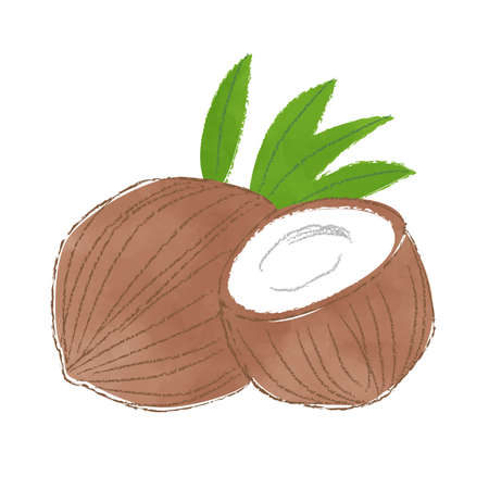 Watercolor style illustration of two coconuts.のイラスト素材