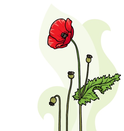 Floral red poppy card Backgroundのイラスト素材