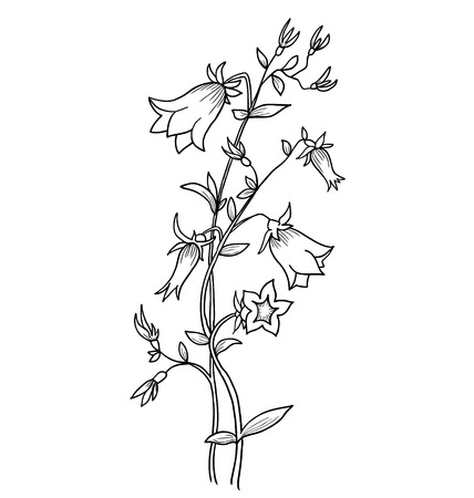 Bluebell flower isolated on white. Campanula - vector background.のイラスト素材