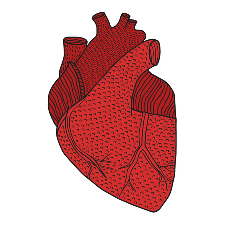 Human heart hand drawn isolated on a white backgrounds.のイラスト素材