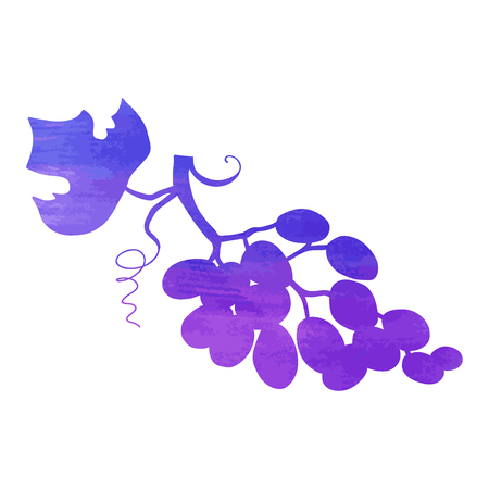Vector illustration of watercolor hand drawn grapesのイラスト素材