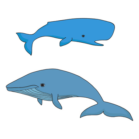 Cartoon vector sea whale and cachalot. Vector sketch doodleのイラスト素材