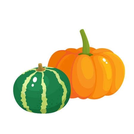 Bright vector illustration of colorful half, slice and whole of pumpkins. Fresh cartoon different vegetable isolated on white background used for magazine, book, poster, card, menu cover, web pages.のイラスト素材