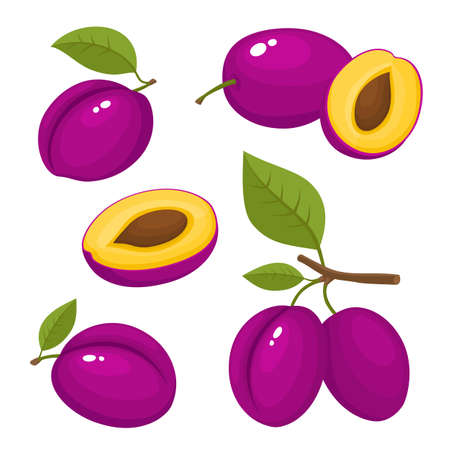 Bright vector set of colorful juicy plum isolated on white.のイラスト素材
