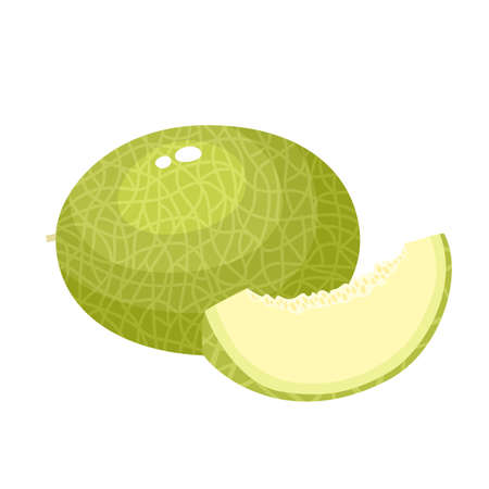 Bright vector illustration of juice melon isolated on white background.のイラスト素材