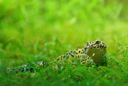 Leopard Geckoの写真素材