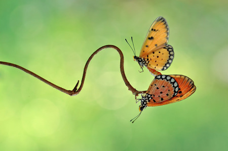 Butterfly Matingの写真素材