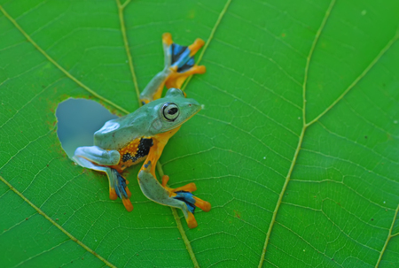 Frog,の写真素材